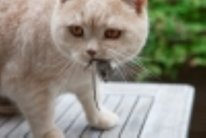 רעיונות להדברת חולדות ועכברים