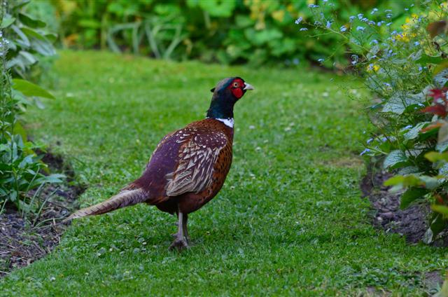 ההנאה מגינון מקצועי